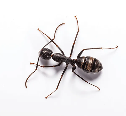 Carpenter Ants